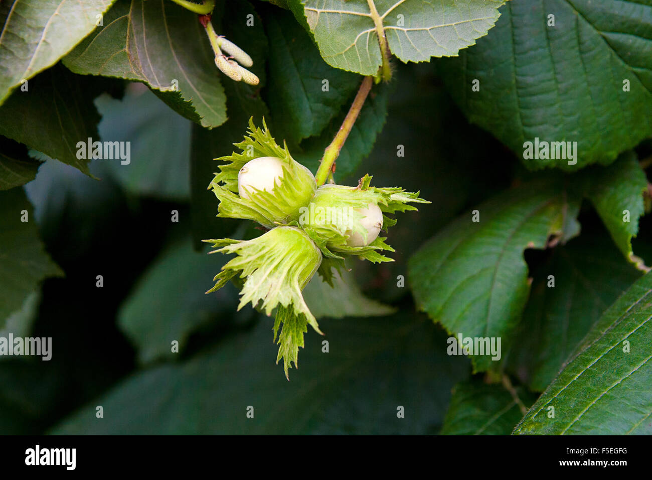 Nocciola con foglie verdi su un Hazel Grove filiale. Foto Stock