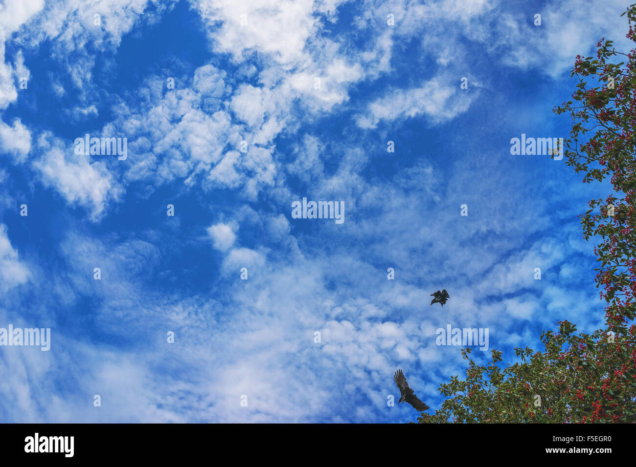 Basso angolo vista di due uccelli, un albero e un cielo nuvoloso Foto Stock