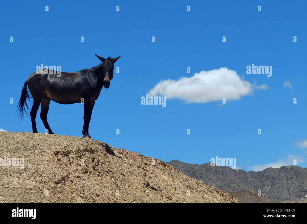 Ritratto di un cavallo nero permanente sulla montagna Foto Stock
