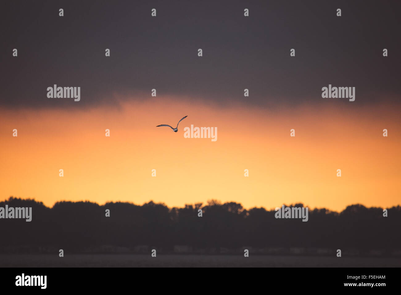 Volo di uccello sul Lago Erie al tramonto, Ohio, Stati Uniti d'America Foto Stock