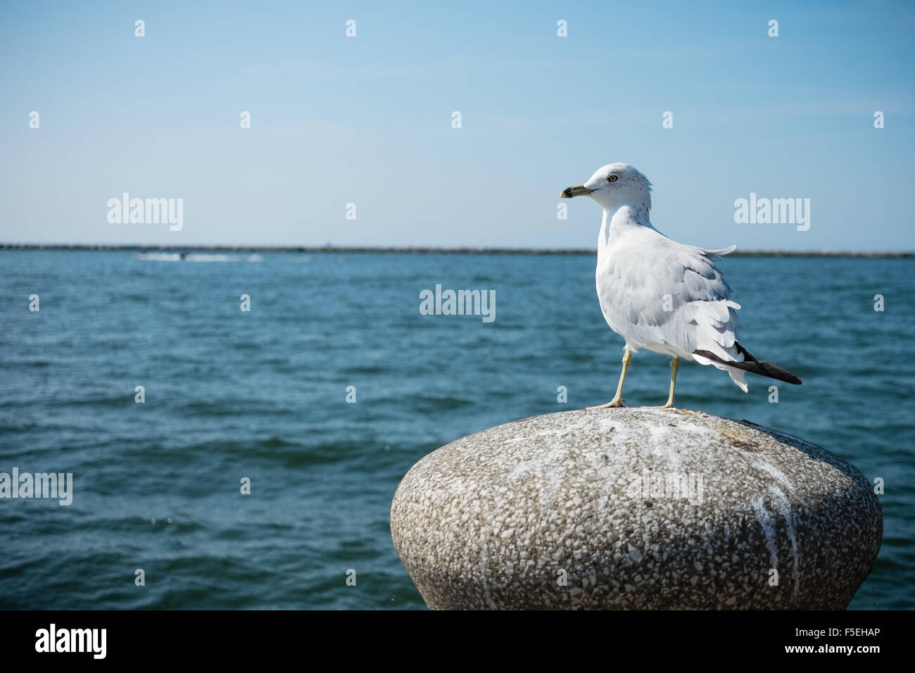 Seagull appollaiato su un palo di fronte al lago erie, Cleveland, Ohio, Stati Uniti Foto Stock