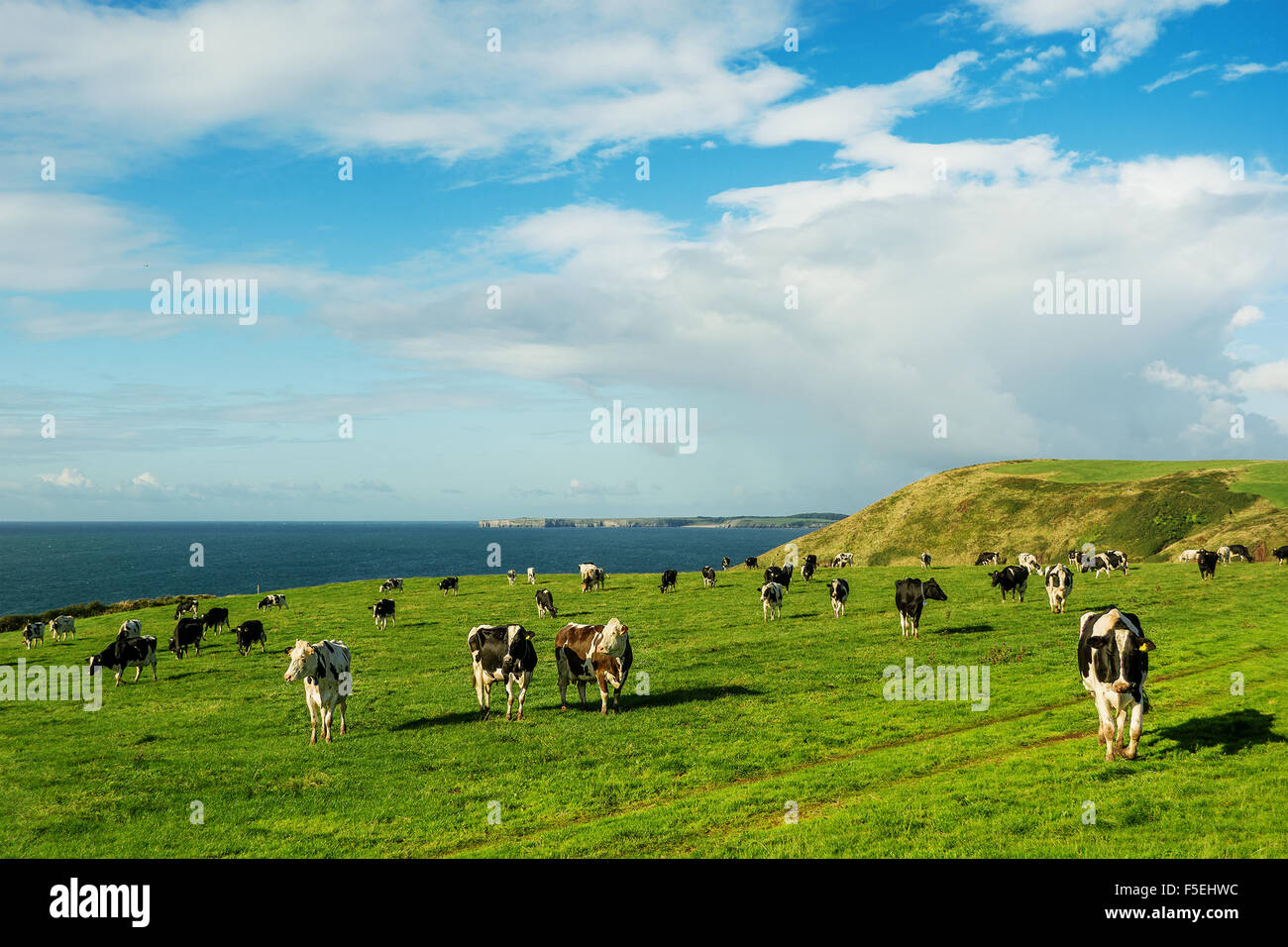 Le mucche in un campo, Manorbier, Wales, Regno Unito Foto Stock