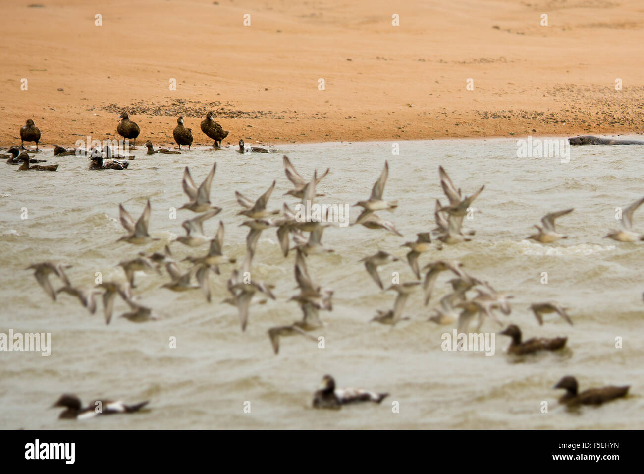Gregge di uccelli e foca in mare, Aberdeen, Scozia, Regno Unito Foto Stock