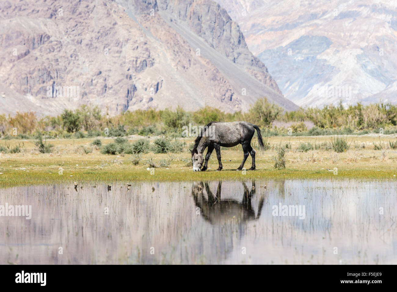 Hores su stagno in Ladakh, India Foto Stock