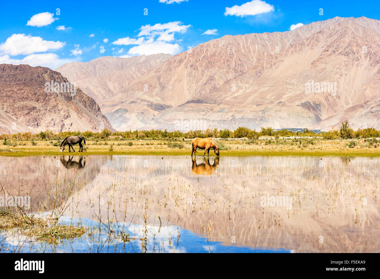 Hores su stagno in Ladakh, India Foto Stock