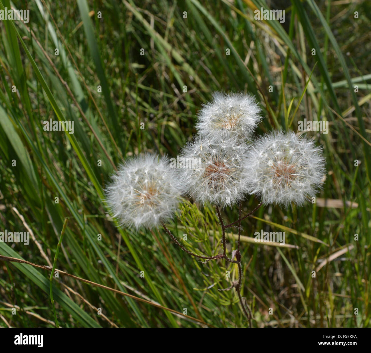 Tarassaco in natura. Foto Stock