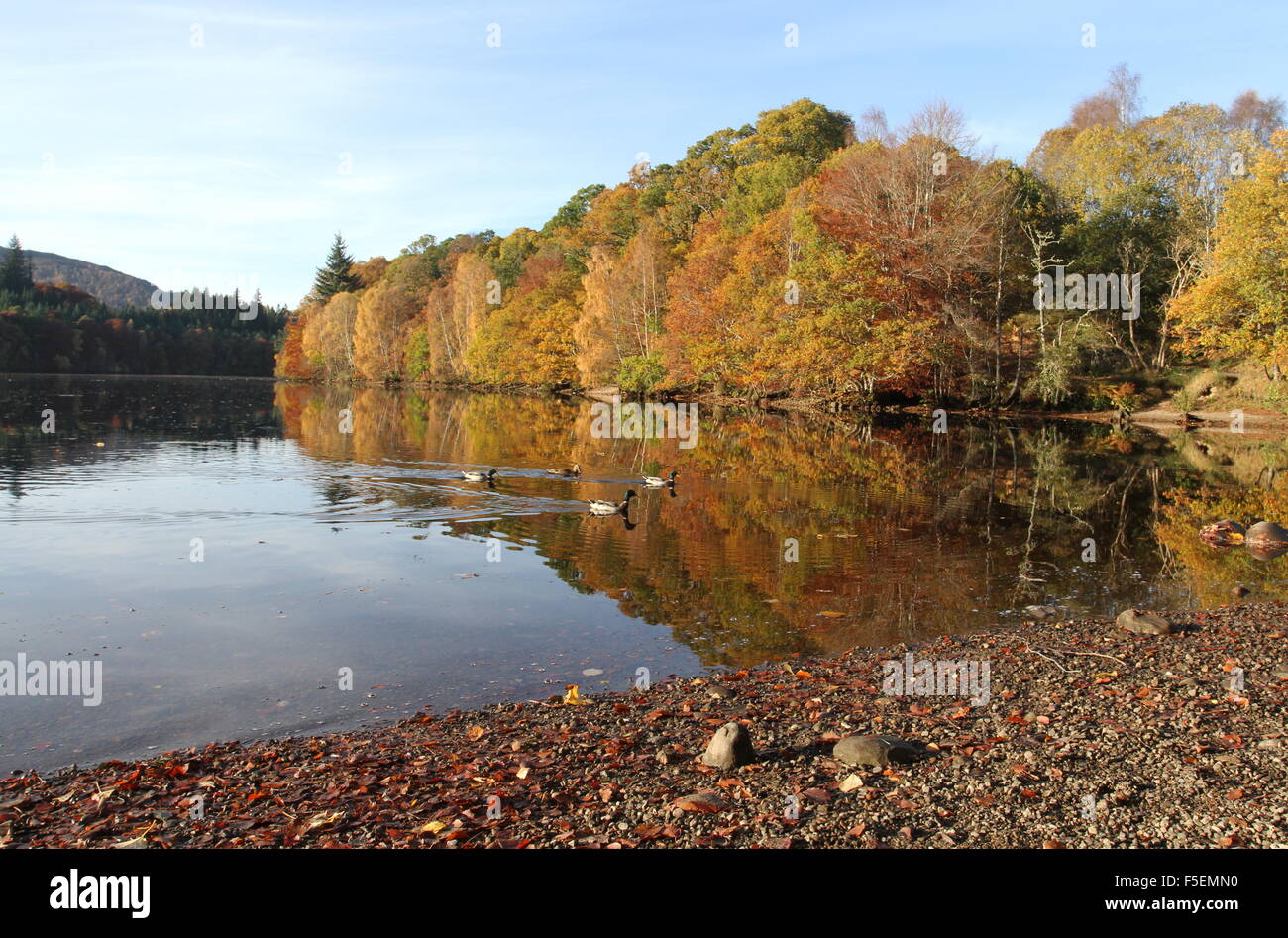 Colore di autunno riflesso in Loch Faskally Scozia Novembre 2015 Foto Stock