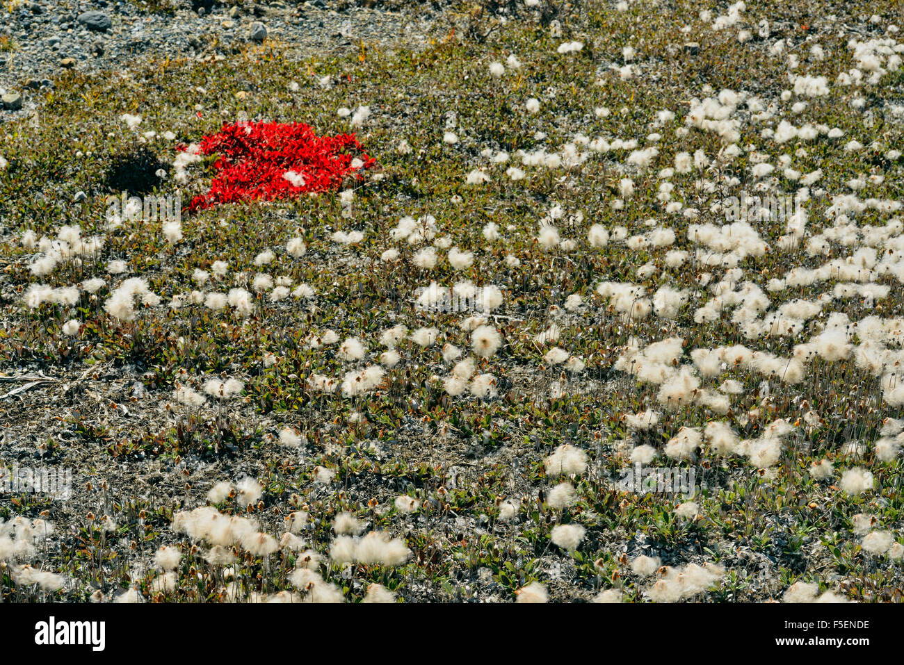 Autunno uva ursina colonie su terreni sassosi glaciale, Jasper National Park, Alberta, Canada Foto Stock