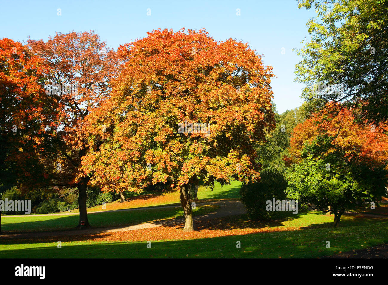 Acero di monte albero, Acer pseudoplatanus. Autunno Foto Stock