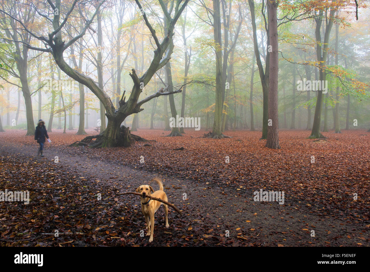 Un dog walker e il suo animale domestico passeggiate in una nebbia autunnale di Thornton Parco bosco in Essex, Inghilterra, Regno Unito. Regno Unito meteo. Foto Stock