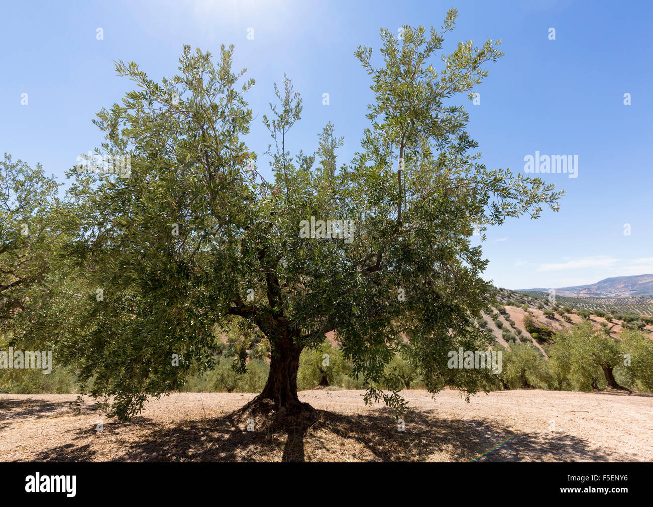 Albero di olivo in Andalusia, Spagna Foto Stock