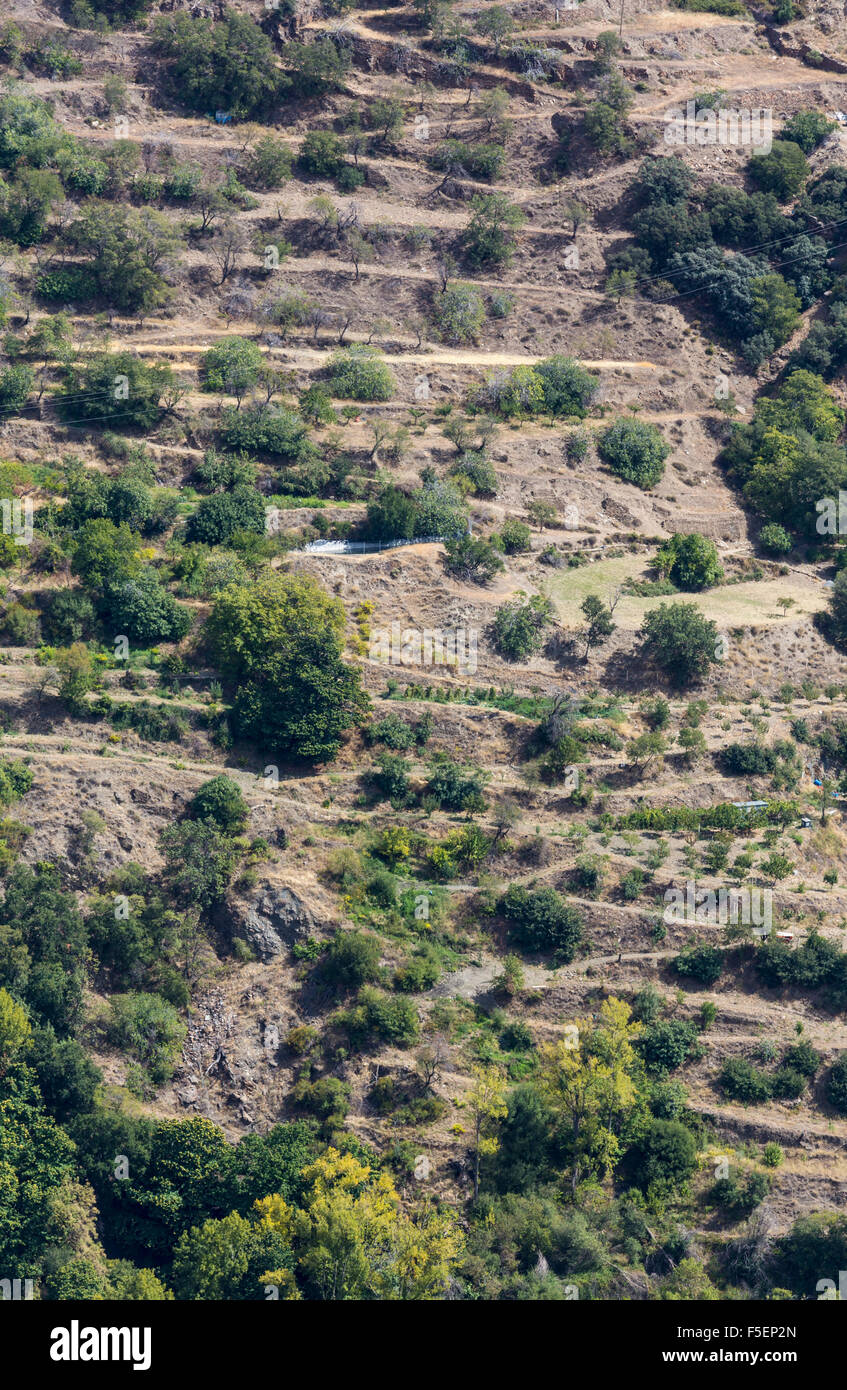 Campi terrazzati di ulivi sotto Bayarcal in Sierra Nevada in Andalusia, Spagna Foto Stock