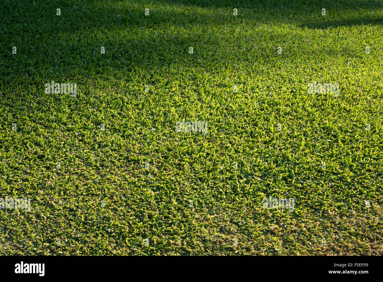 Erba verde di un prato falciato di fresco Foto Stock