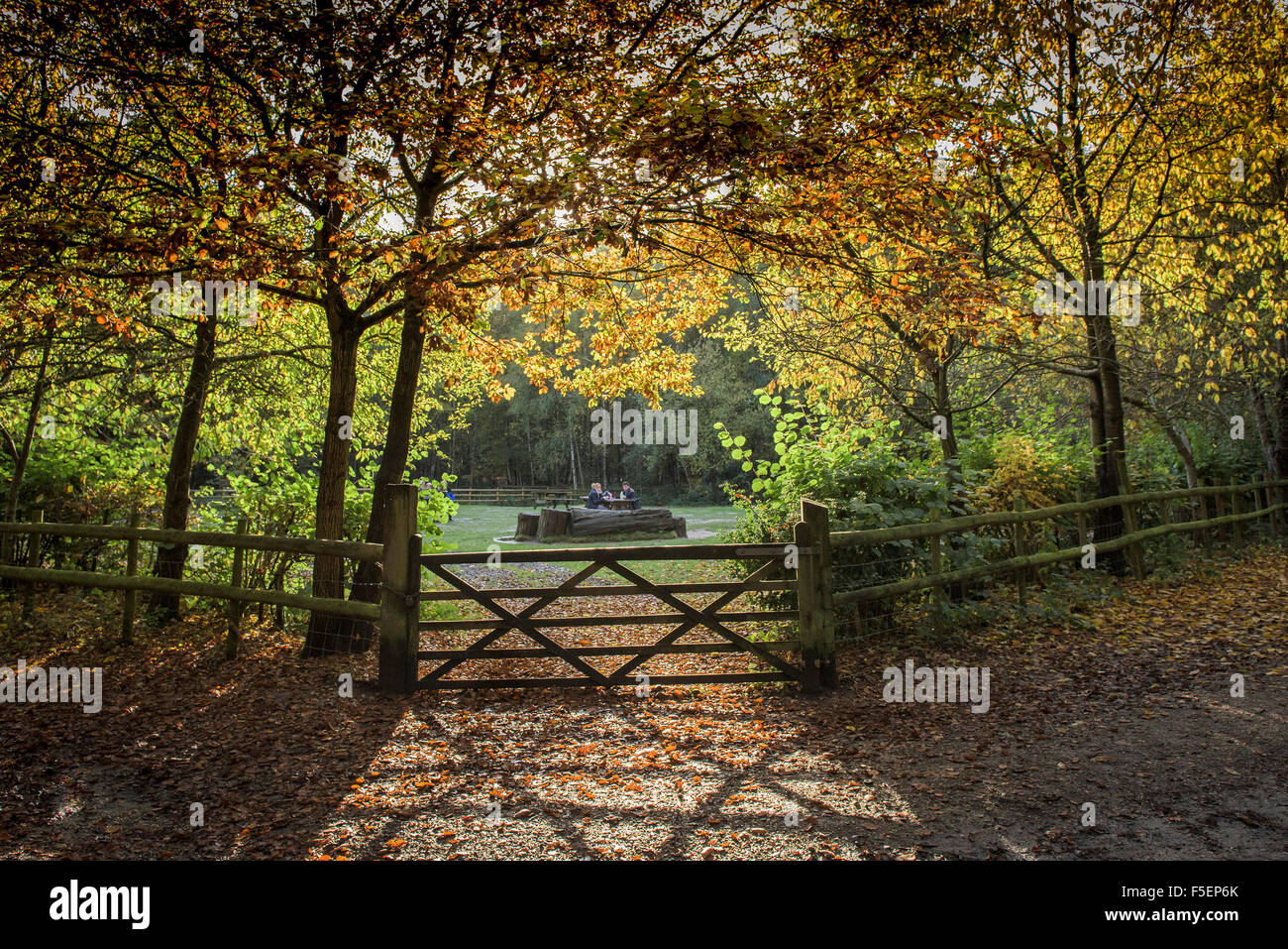 Un bosco autunnale in Essex, Inghilterra, Regno Unito. Foto Stock