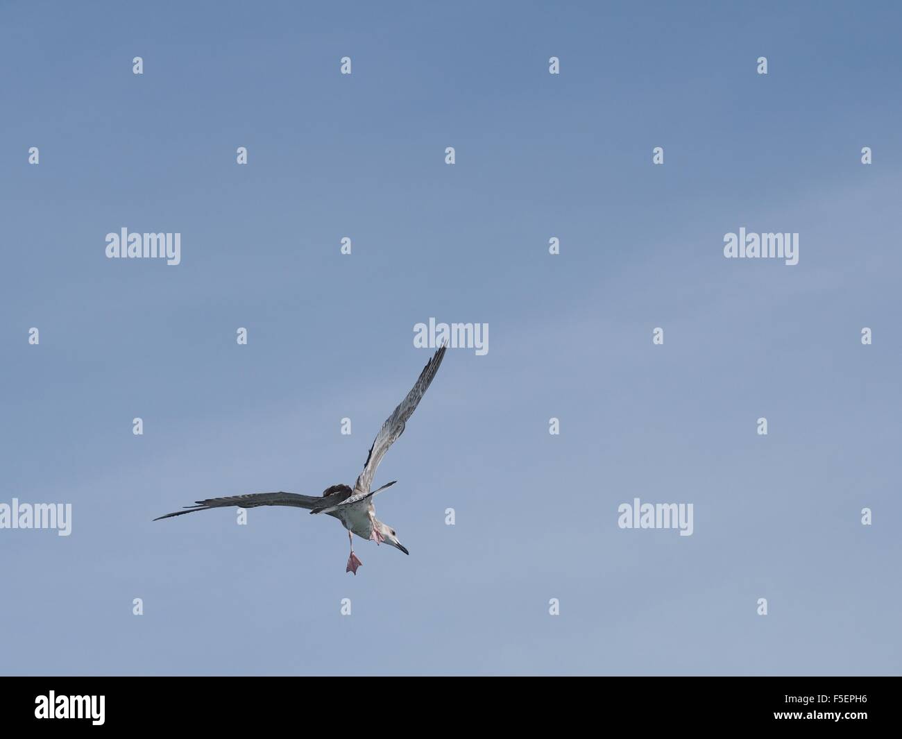 Flying sea gull sullo sfondo del cielo Foto Stock