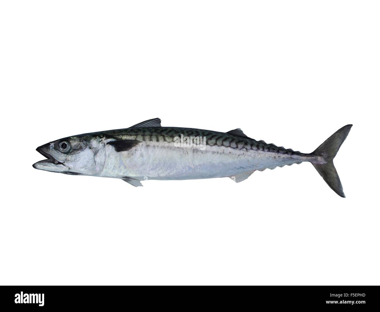 Sgombro pesce su uno sfondo bianco Foto Stock