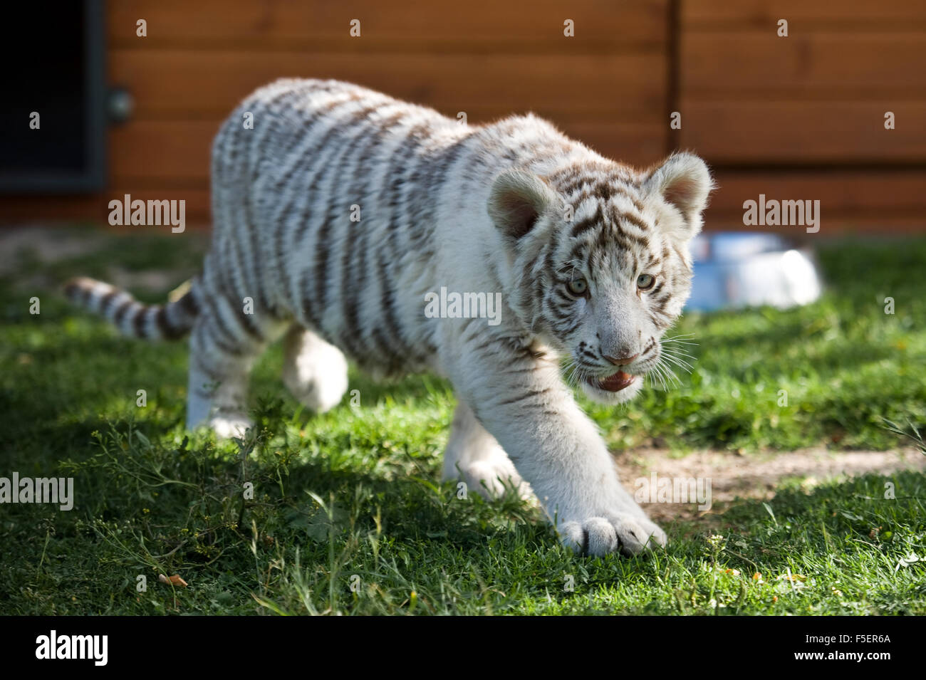 Bianco giovane tigre del Bengala in cattività Foto Stock