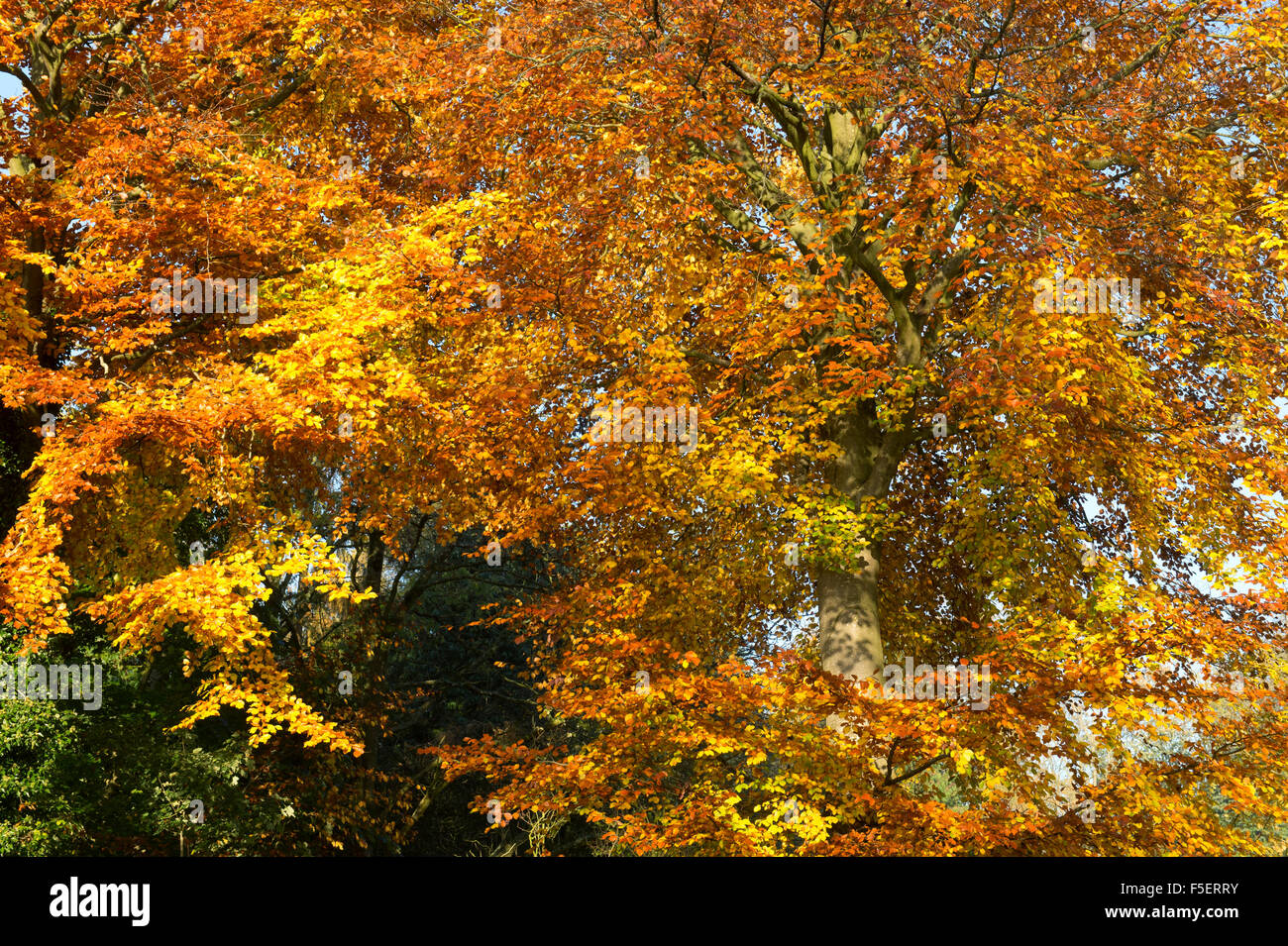 Fagus sylvatica. Faggio con autunno piante nella campagna di Cotswold. Gloucestershire, Inghilterra. Foto Stock