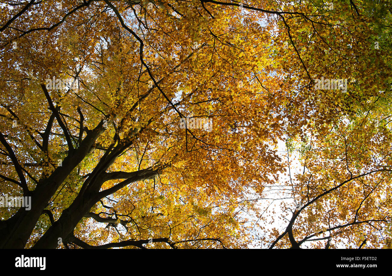 Fagus sylvatica. Faggi con fogliame di autunno. Regno Unito Foto Stock