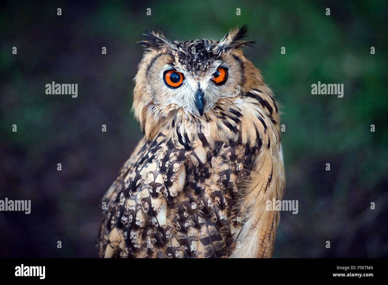 Gufo reale (Bubo bubo) Foto Stock