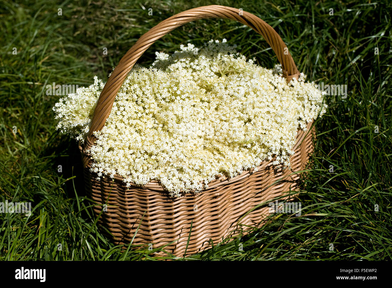 Fiori di sambuco (Sambucus nigra) nel cestello wattled. Foto Stock