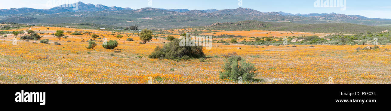 Bianco e arancione fiori indigeni a Skilpad nel Namaqua National Park vicino a Kamieskroon nel Namaqualand regione del Foto Stock