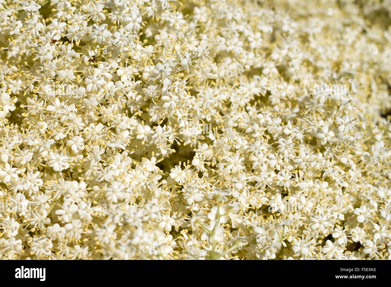 Modello di sambuco (Sambucus nigra) fiori. Foto Stock