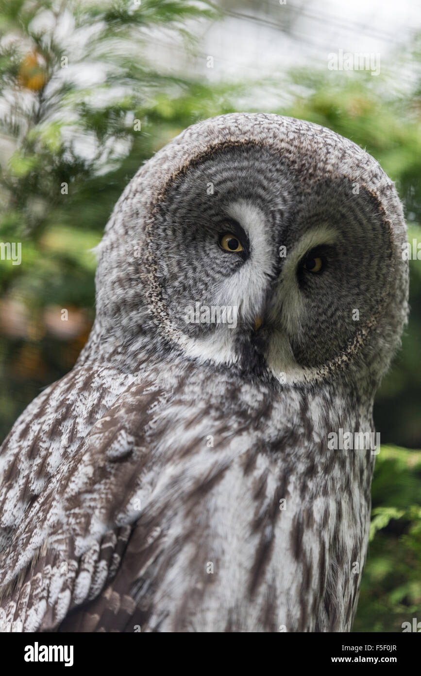 Un grande gufo grigio a Dudley Zoo West Midlands, Regno Unito Foto Stock
