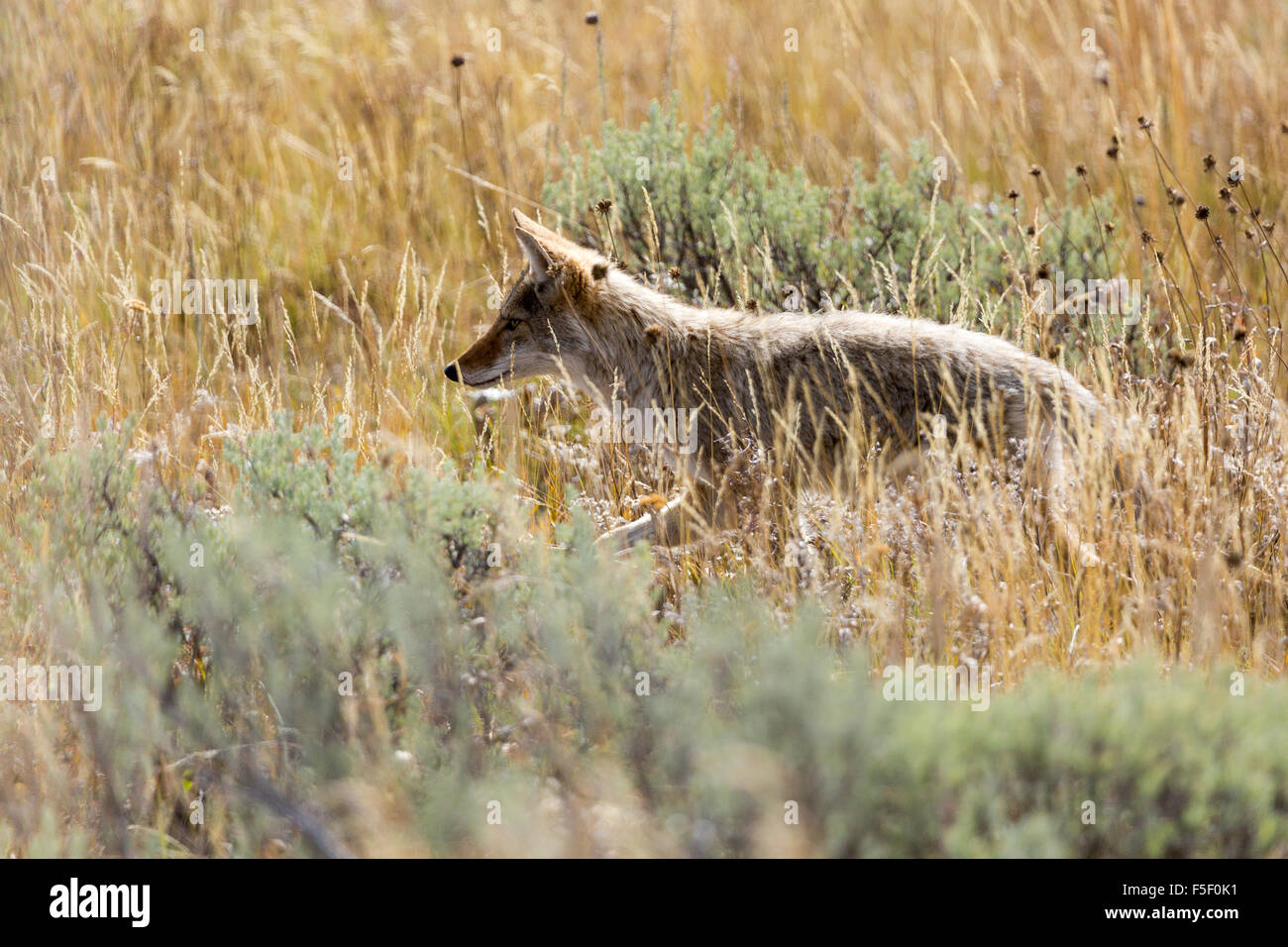 Un giovane coyote caccia in erba e sagebrush, Grand Teton National Park, Wyoming Foto Stock