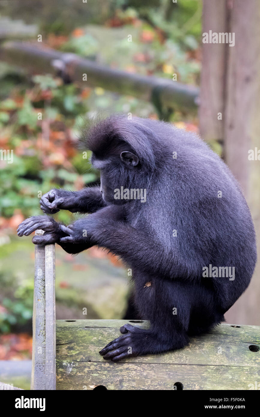 A Sulawesi macaco crestato toelettatura i suoi piedi a Dudley Zoo West Midlands, Regno Unito Foto Stock