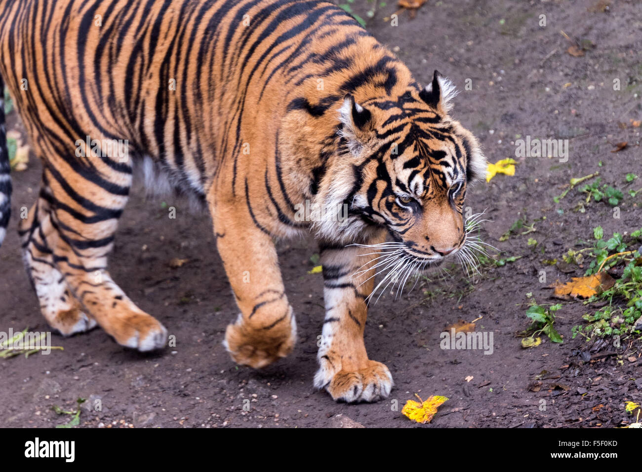 Una tigre di Sumatra la stimolazione intorno a Dudley Zoo West Midlands, Regno Unito Foto Stock