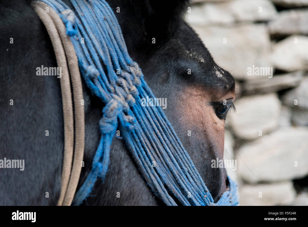Bellissimo Indian cavallo o Khachar ritratto con cavallo animale occhio closeup. Foto Stock