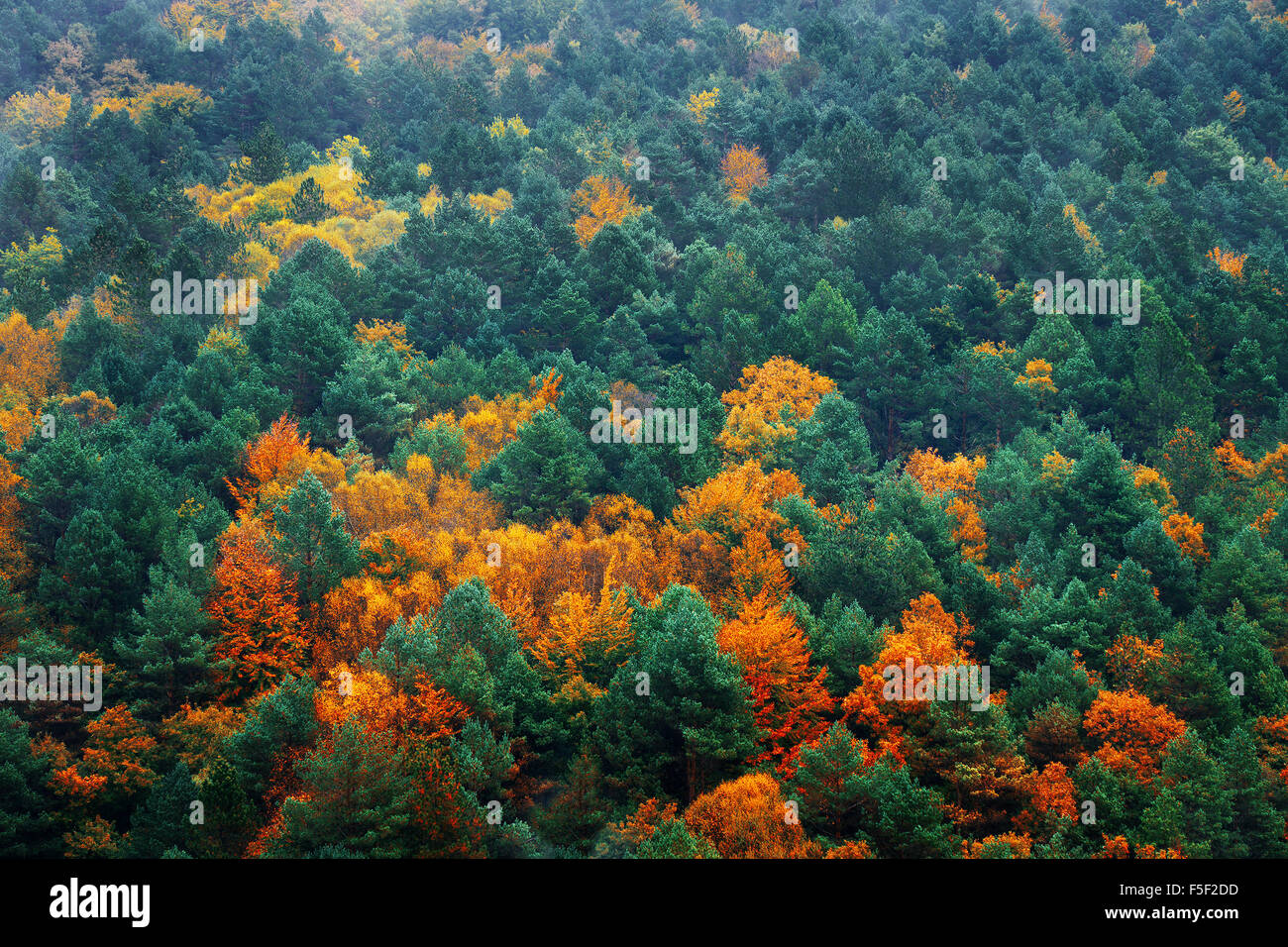 Sfondo di alberi autunnali pattern texture Foto Stock