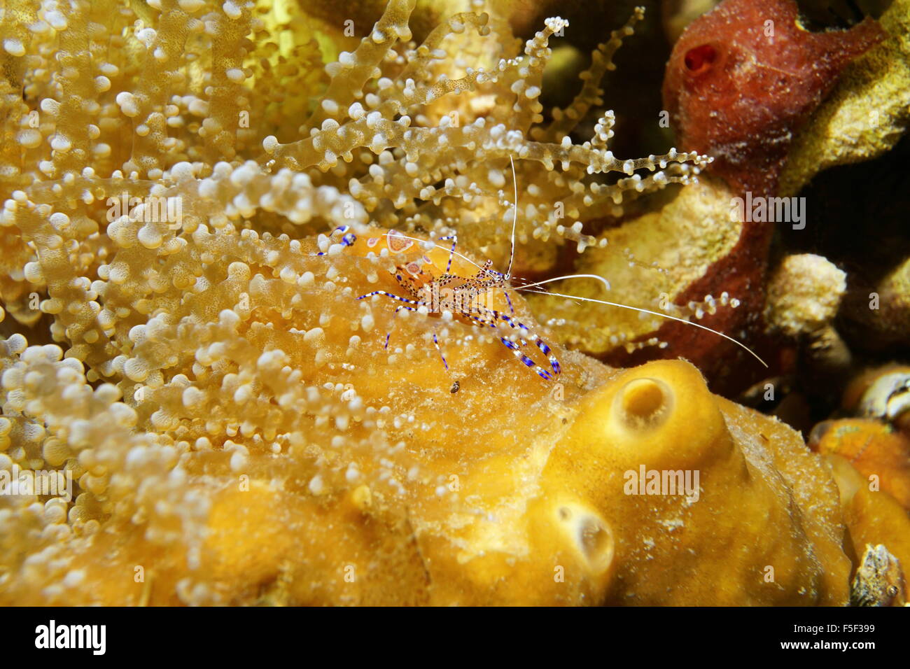 Un pulitore macchiato di gamberi Periclimenes yucatanicus, subacquea sul fondale, Mar dei Caraibi, Messico Foto Stock