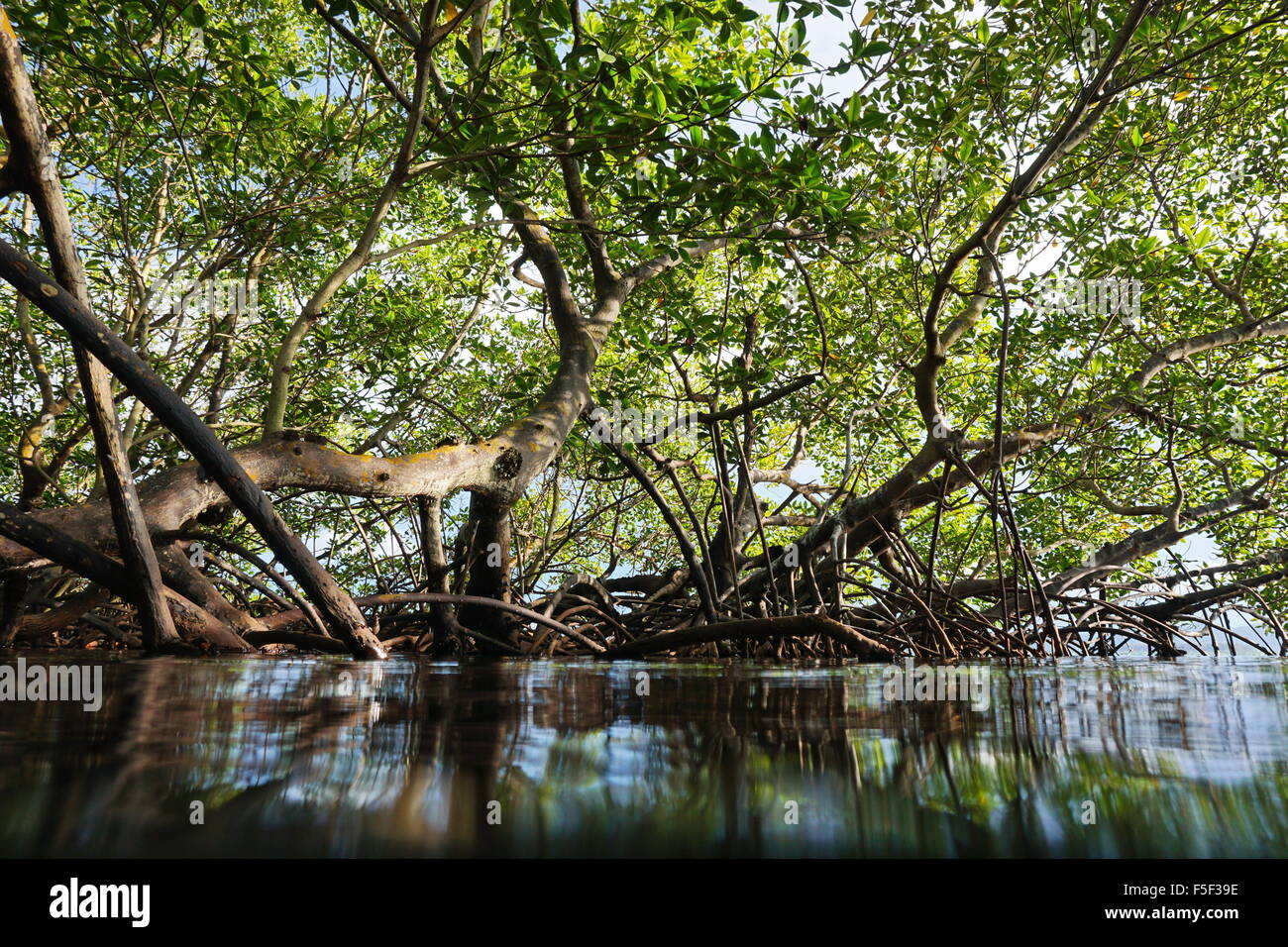 Red alberi di mangrovia in acqua visto dalla superficie del mare, Panama America Centrale Foto Stock