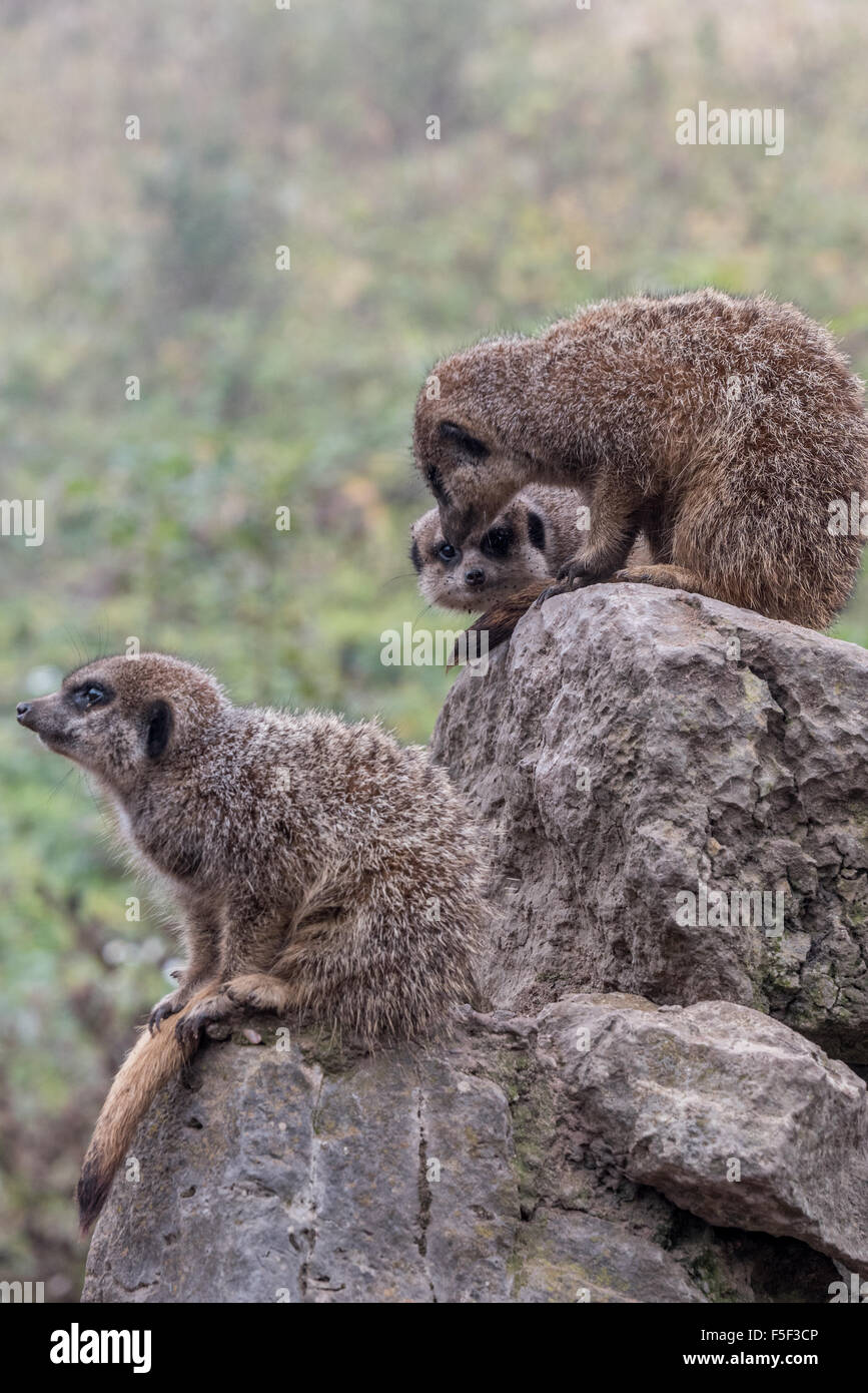 Meerkats seduti sulle rocce a Dudley Zoo West Midlands, Regno Unito Foto Stock