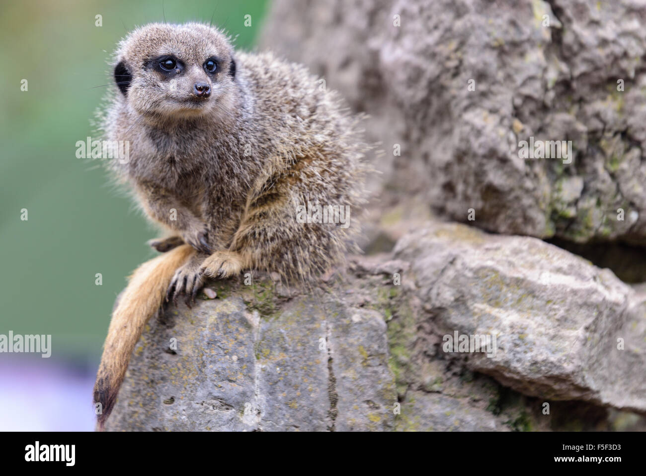 Meerkats seduti sulle rocce a Dudley Zoo West Midlands, Regno Unito Foto Stock