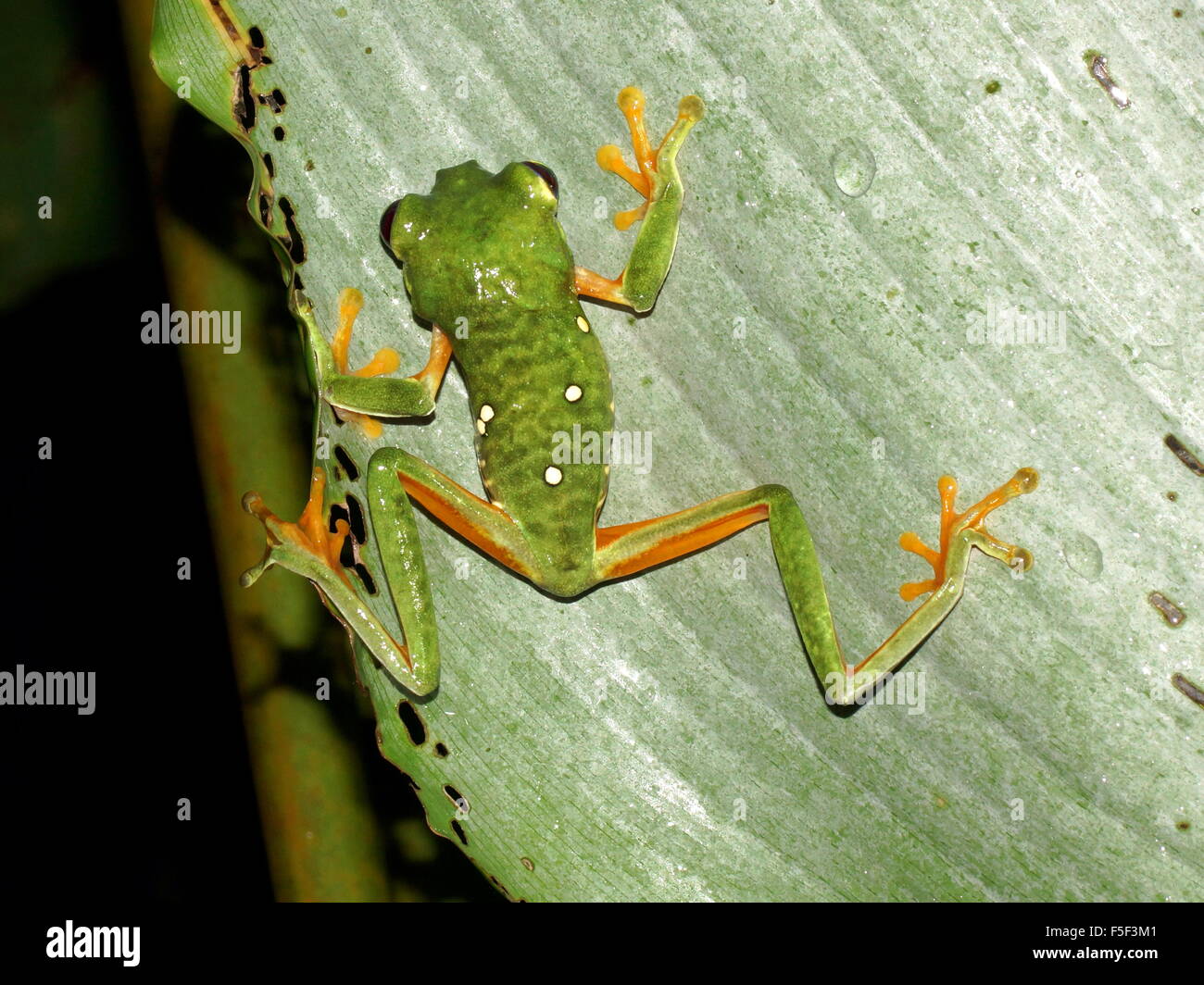 Rana poco red-eyed raganella (Agalychnis Callidryas). Costa Rica Foto Stock