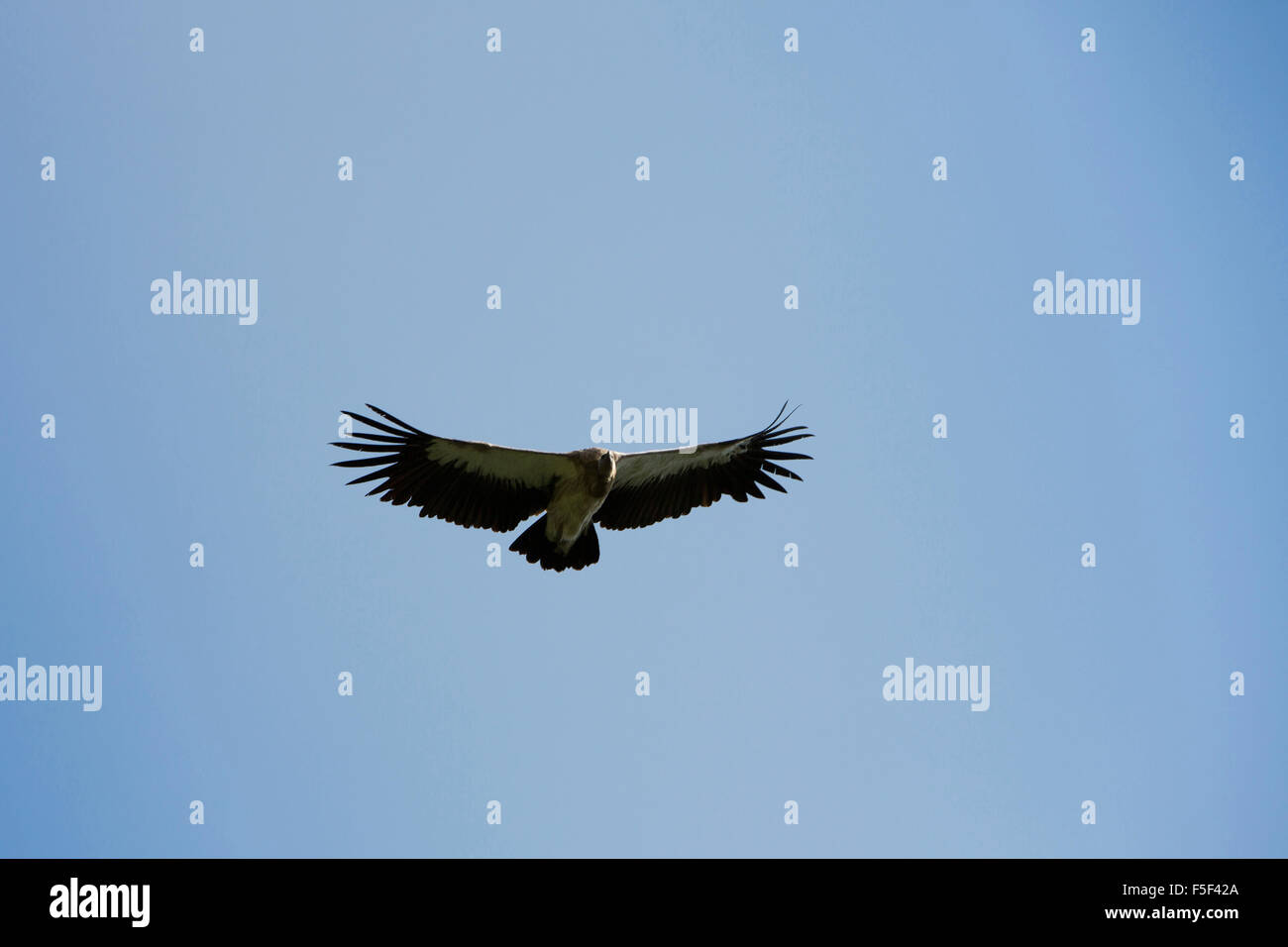 India, Himachal Pradesh, Shimla (Simla), la fauna selvatica Himalayan grifone Gyps himalayensis in volo Foto Stock