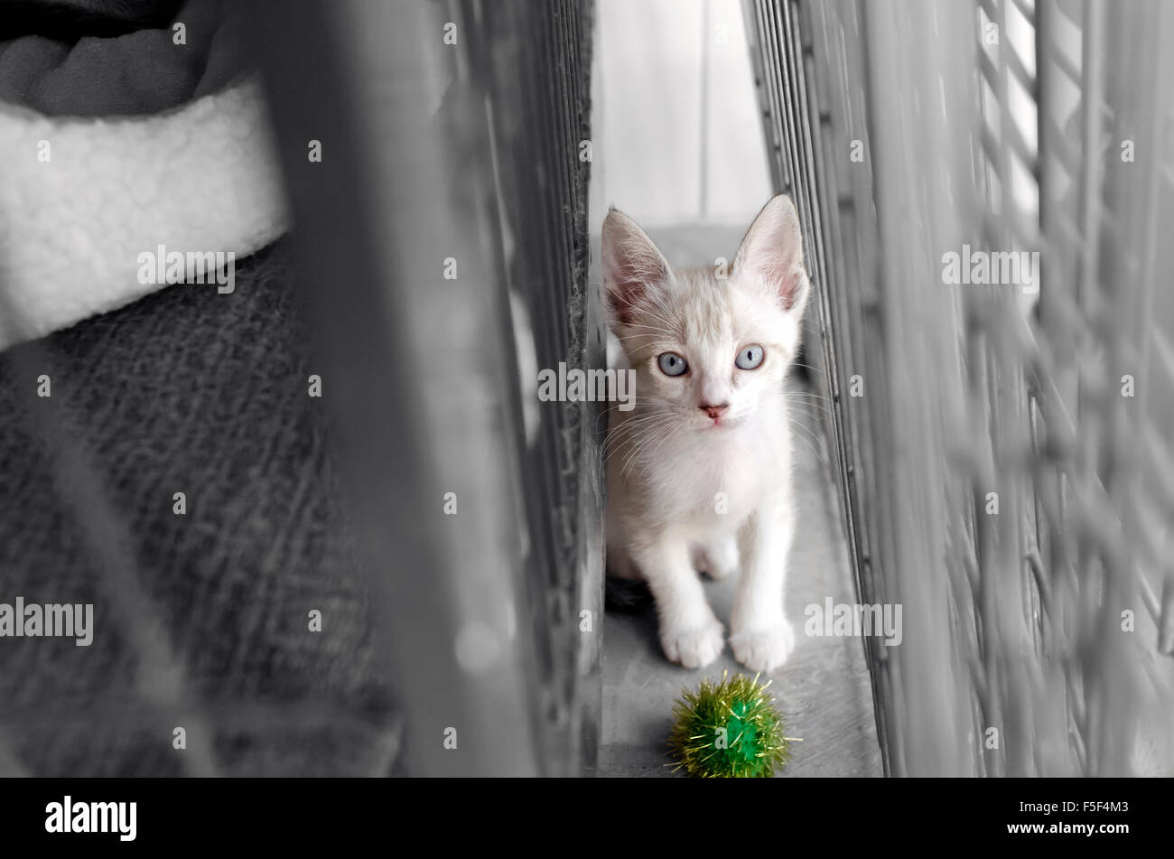 Riparo animale è un grazioso cucciolo bianco in un riparo animale cercando fino a chiedersi se qualcuno farà adottare lui oggi. Foto Stock