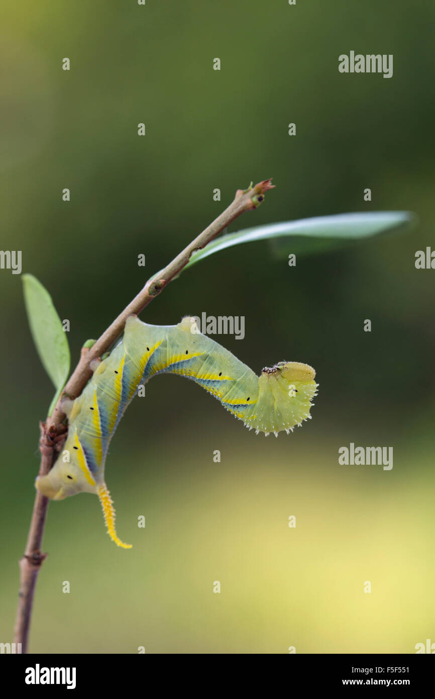 Deathshead Hawkmoth Larva; Acherontia atropo singolo il Ligustro ramoscello; Cornovaglia; Regno Unito Foto Stock