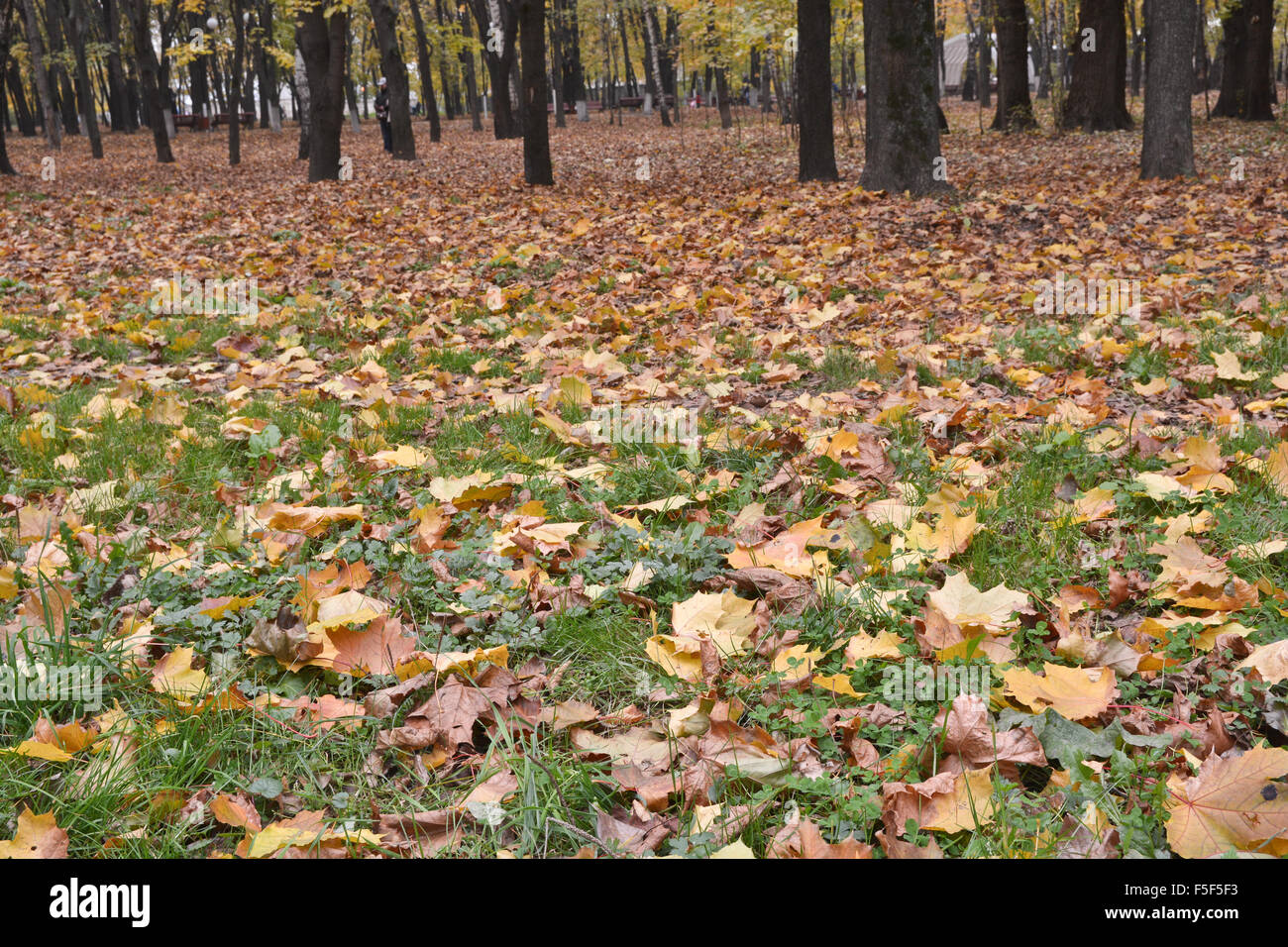 Foglie cadute sull'erba nel parco d'autunno. Ottobre nel parco della città quando la caduta delle foglie. Foto Stock