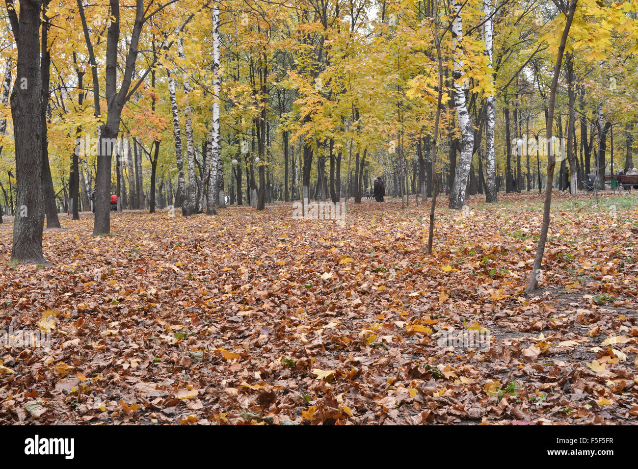 Caduta foglie in autunno Park. Ottobre nel parco della città quando la caduta delle foglie. Foto Stock