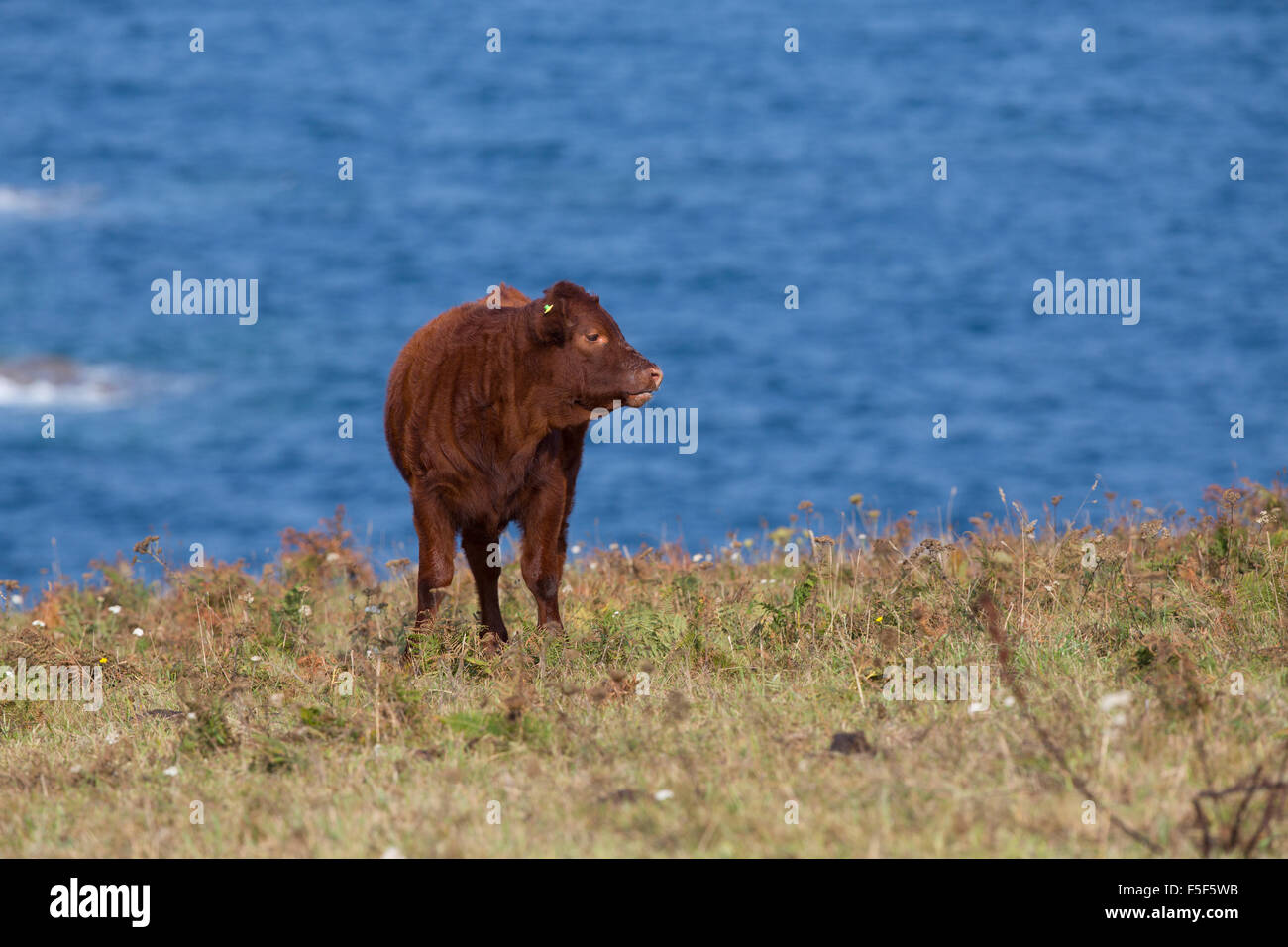 Rosso rubino Devon Isole Scilly; Regno Unito Foto Stock