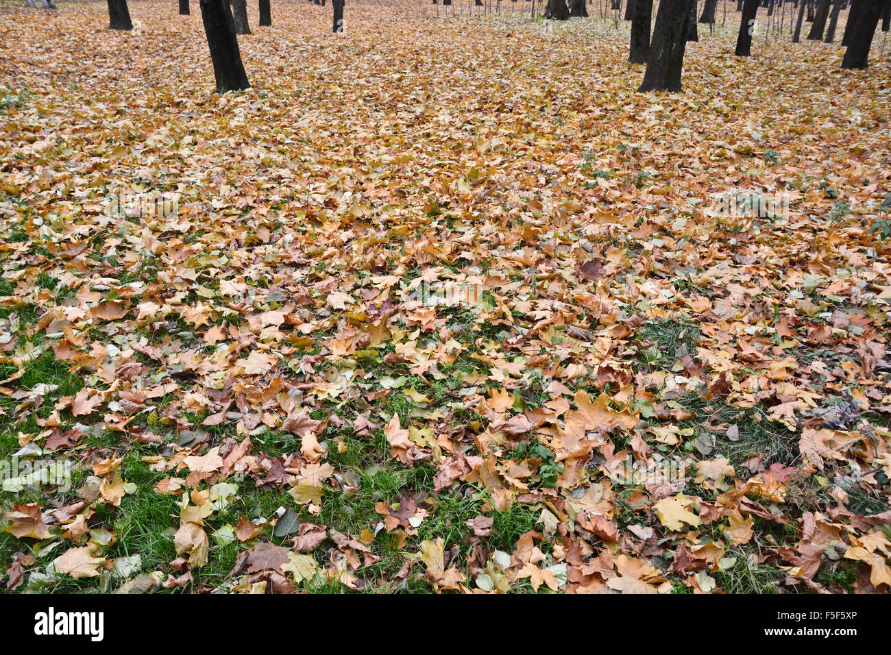 Foglie cadute sull'erba nel parco d'autunno. Ottobre nel parco della città quando la caduta delle foglie. Foto Stock