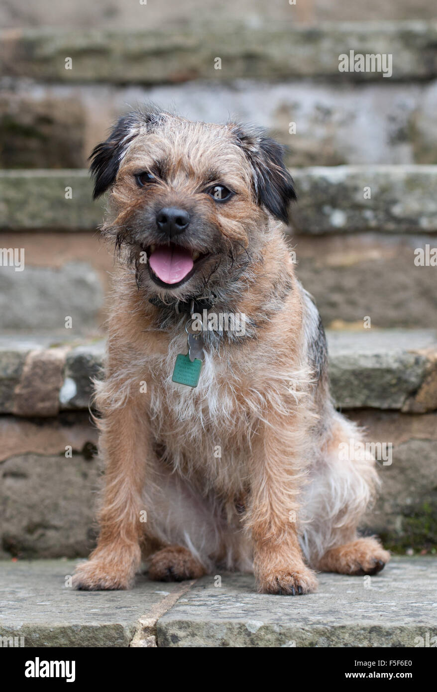 Maschio adulto border terrier seduti sui gradini di pietra Foto Stock