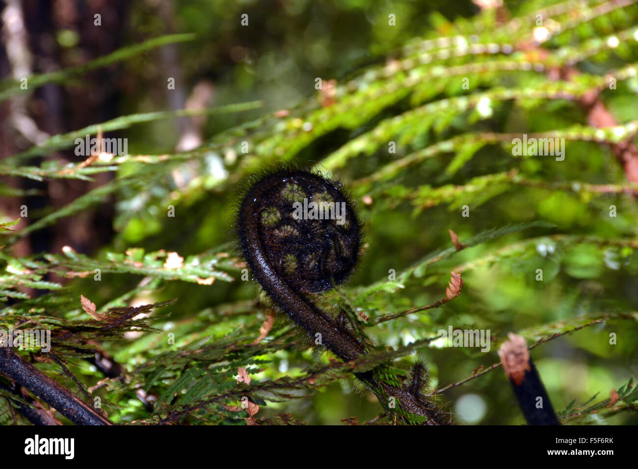 Fern Tree frond, Isola del Sud, Nuova Zelanda Foto Stock
