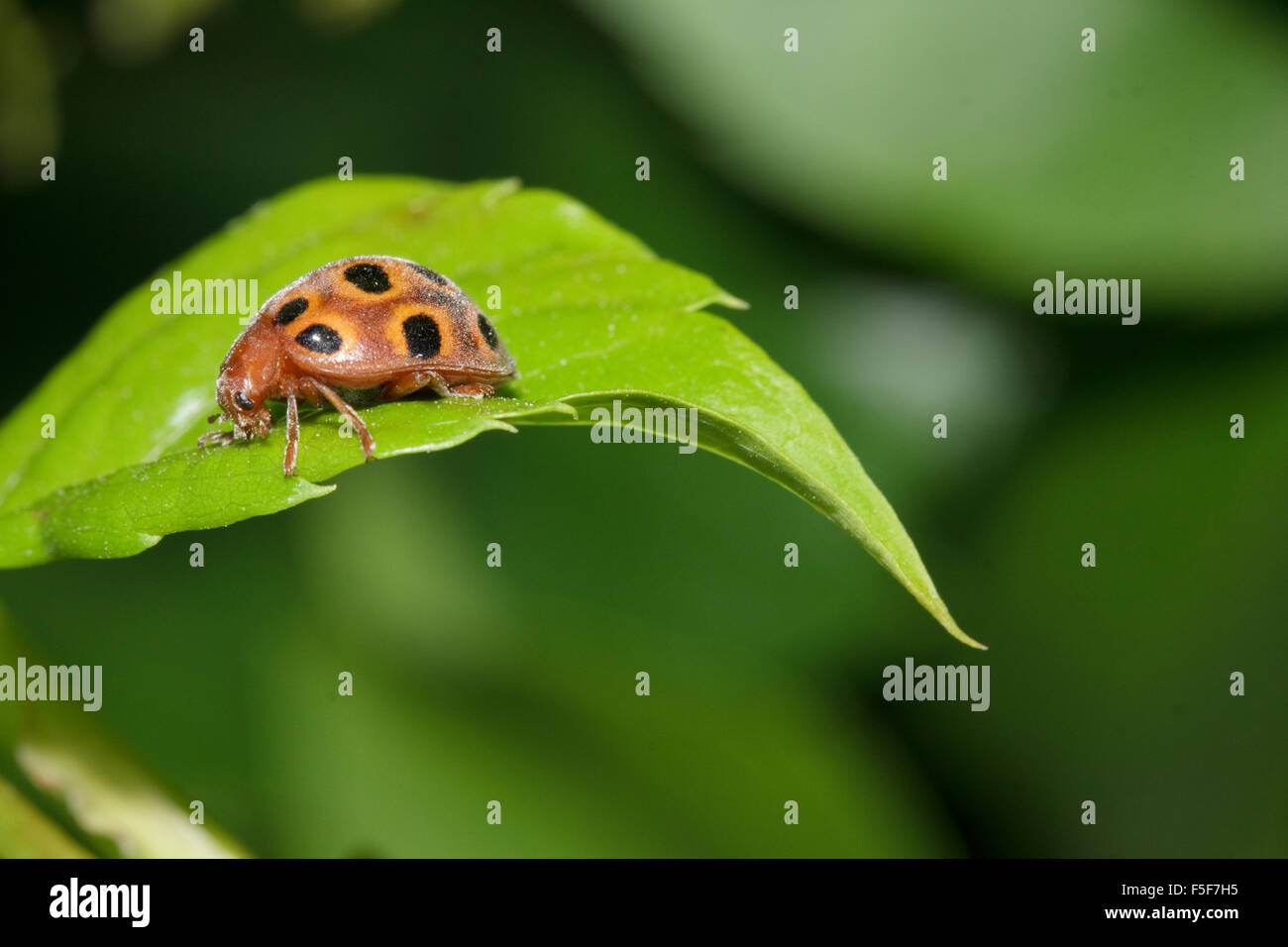 Vista laterale macro di un melone ladybird beetle sp. Henosepilachna elaterii seduto su una foglia verde. La Grecia Foto Stock