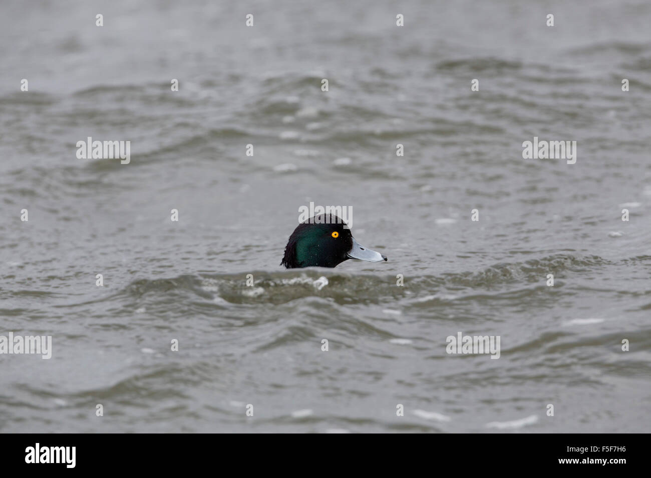 Moretta; Aythya fuligula maschio singolo; Cornovaglia; Regno Unito Foto Stock