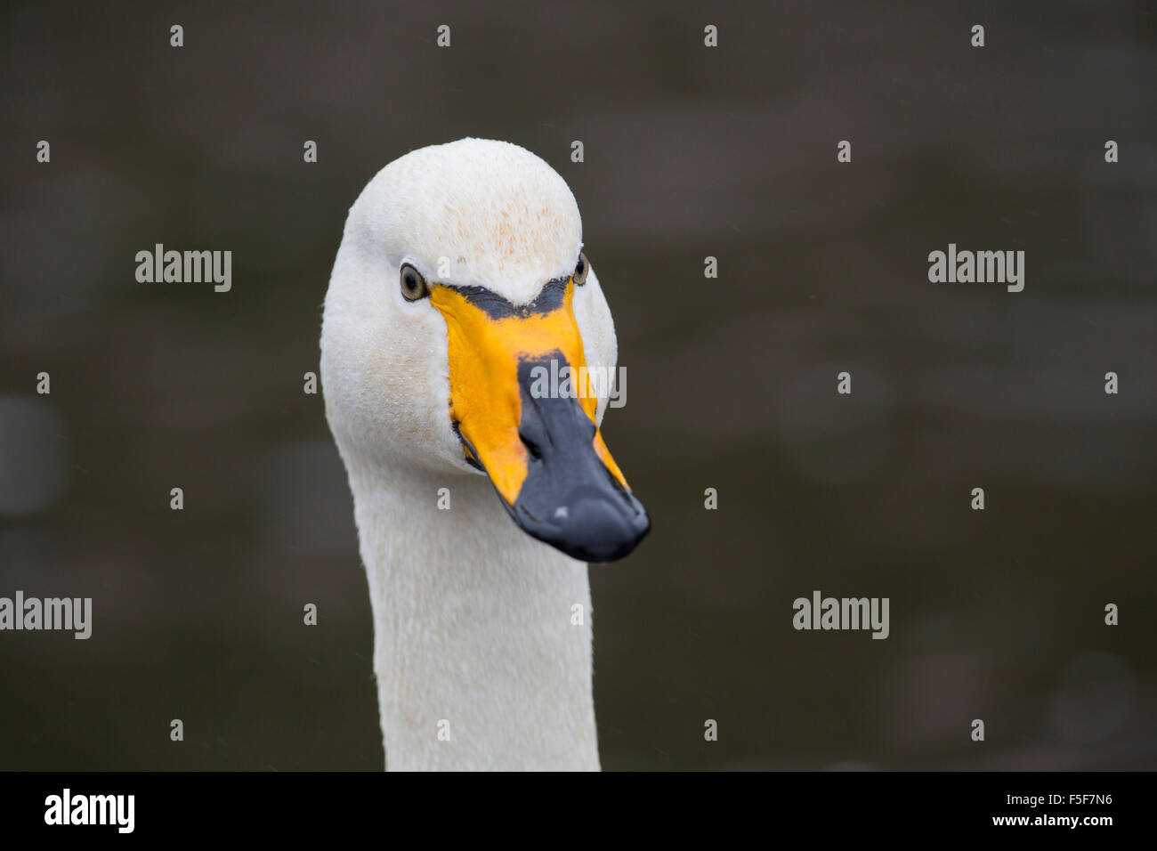 Whooper Swan; Cygnus cygnus unico ritratto Cornwall, Regno Unito Foto Stock